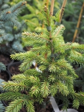 Picea pungens 'Dosia' 